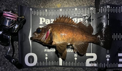 メバルの釣果