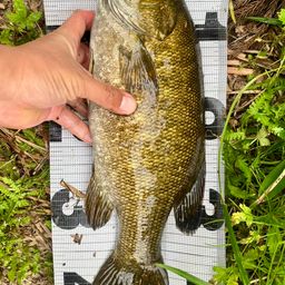 スモールマウスバス