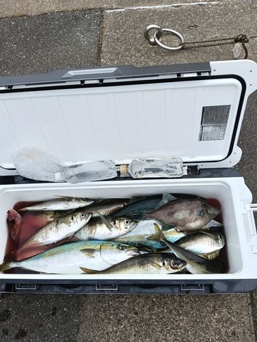 ワラサの釣果