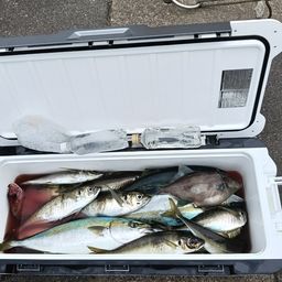 ワラサ