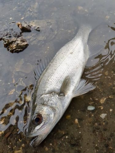 セイゴ（ヒラスズキ）の釣果