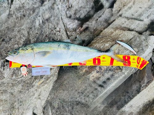 ブリの釣果