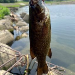 スモールマウスバス