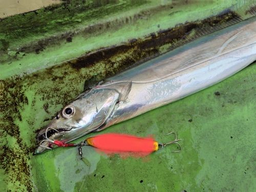 タチウオの釣果