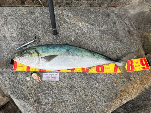 ブリの釣果