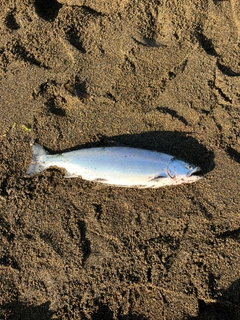 サクラマスの釣果