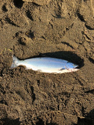 サクラマスの釣果