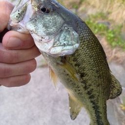 ラージマウスバス