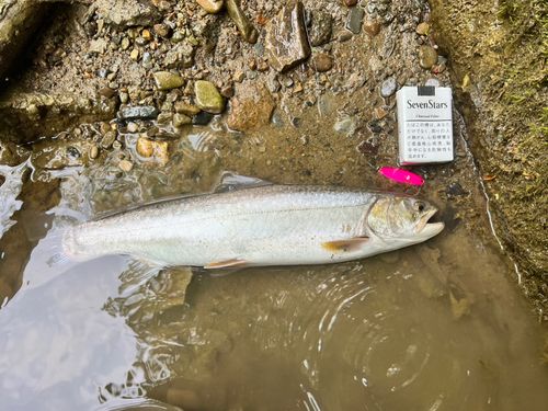 アメマスの釣果