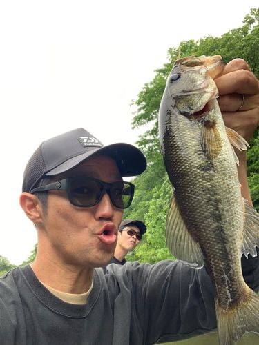 ラージマウスバスの釣果