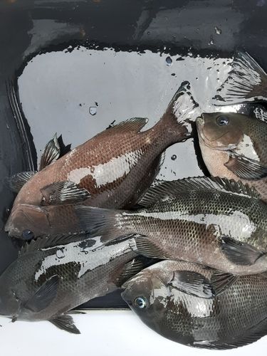 グレの釣果