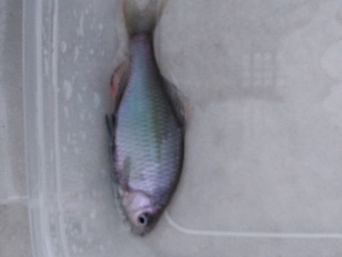 ヤリタナゴの釣果