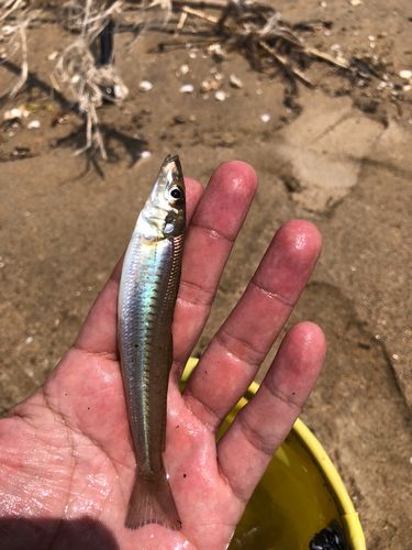 キスの釣果