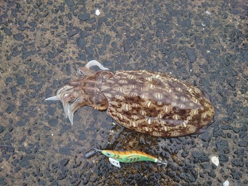 コウイカの釣果