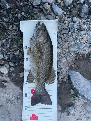 スモールマウスバスの釣果