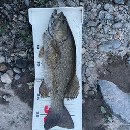 スモールマウスバス