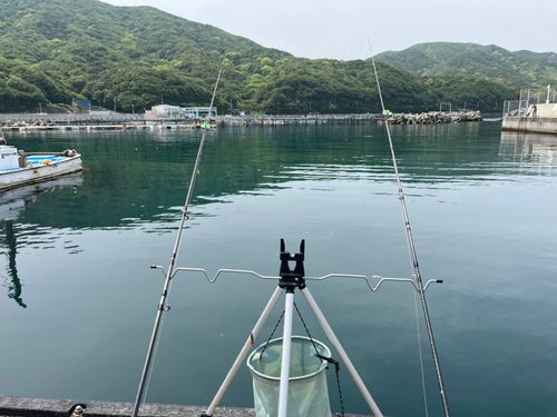 ボラ