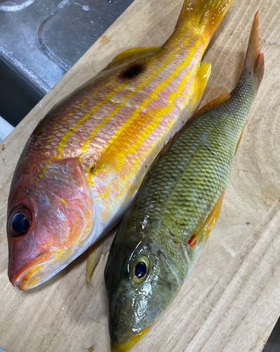 クチナジの釣果