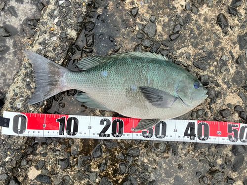 クチブトグレの釣果