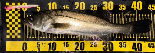 シーバスの釣果