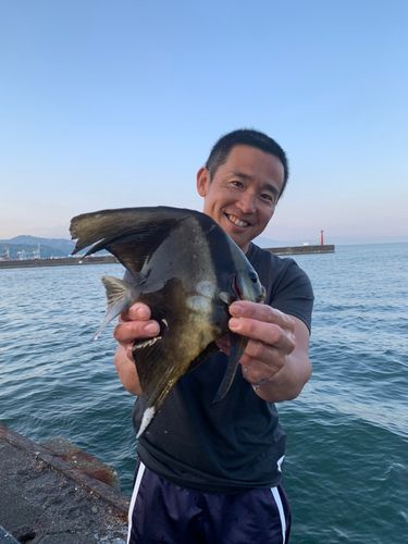 ツバメウオの釣果