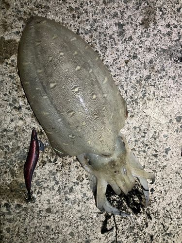 モンゴウイカの釣果