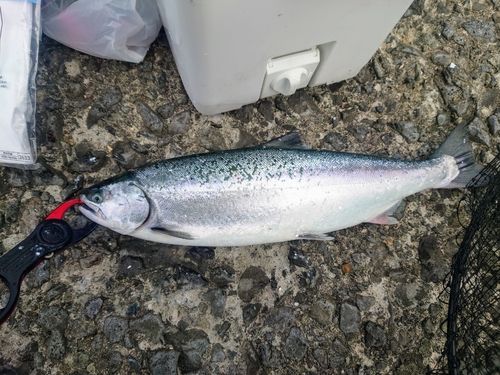 サクラマスの釣果