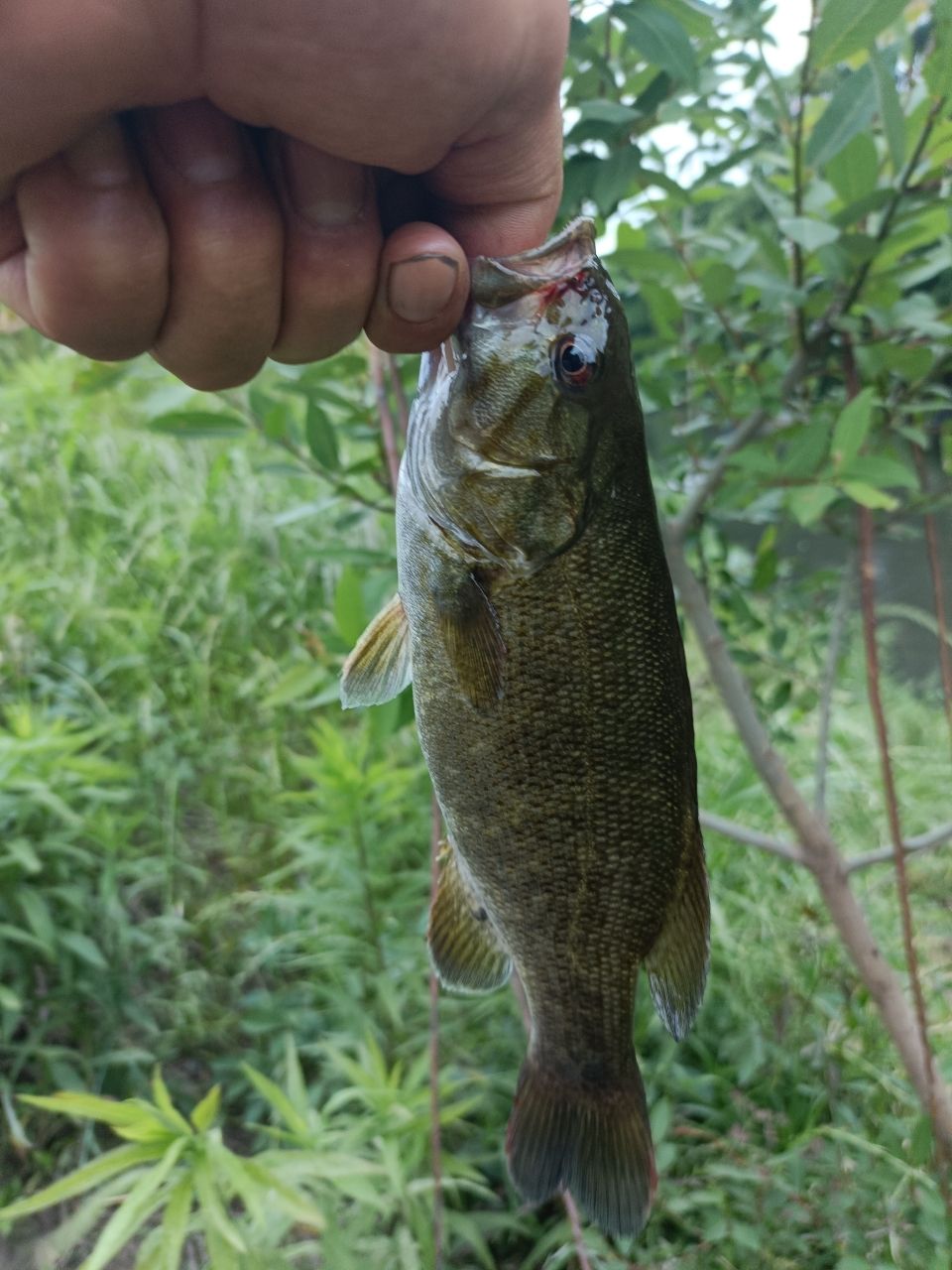 スモールマウスバス