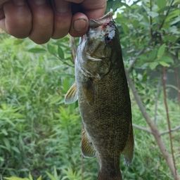 スモールマウスバス