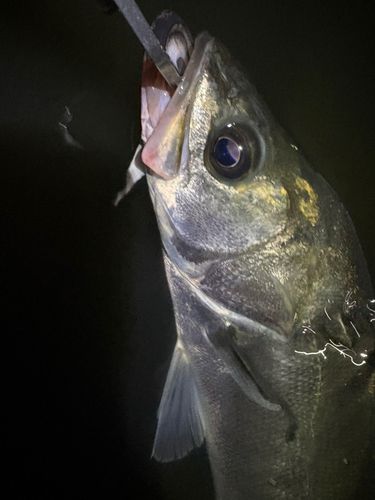 セイゴ（マルスズキ）の釣果
