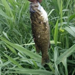 スモールマウスバス