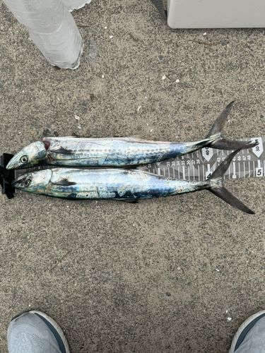 サゴシの釣果