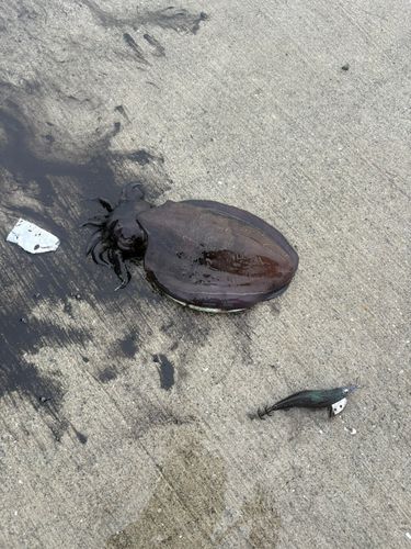 モンゴウイカの釣果