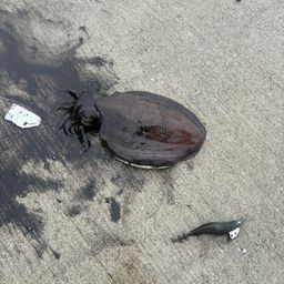モンゴウイカ