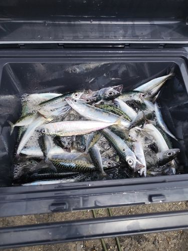 サバの釣果