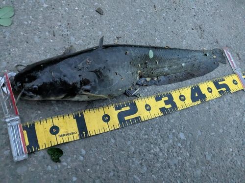 マナマズの釣果