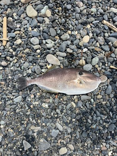 ウスバハギの釣果