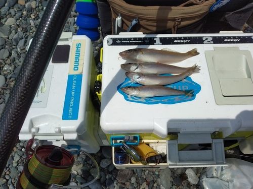 シロギスの釣果