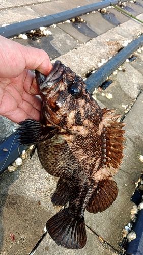 ムラソイの釣果