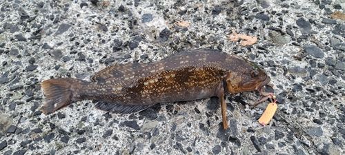 アイナメの釣果