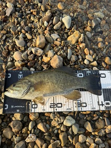 スモールマウスバスの釣果
