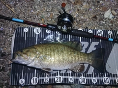 スモールマウスバスの釣果