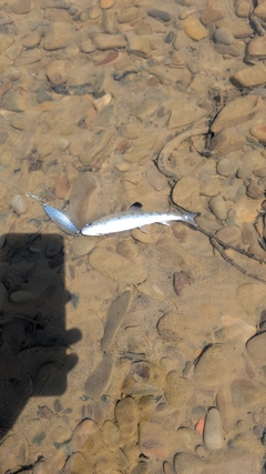 アメマスの釣果