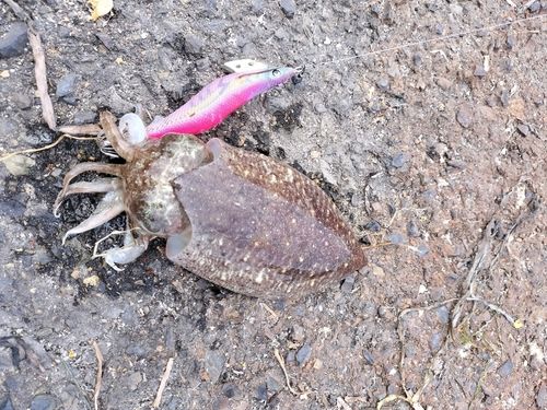 ハリイカの釣果