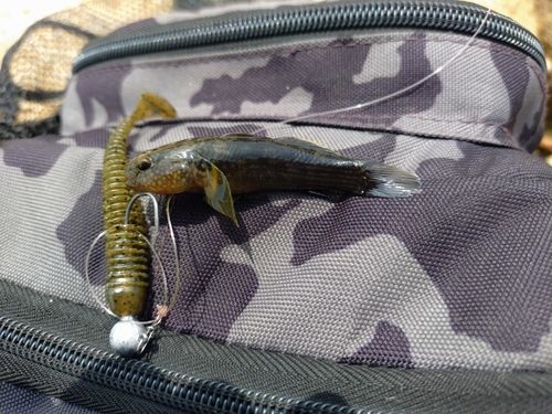 ボラの釣果