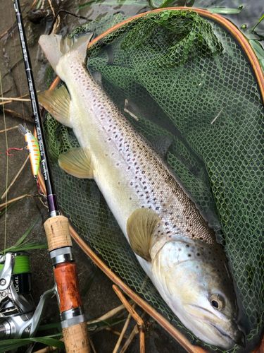 ブラウントラウトの釣果