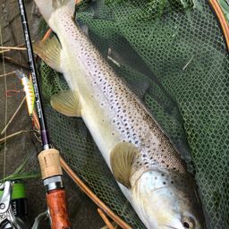 ブラウントラウト