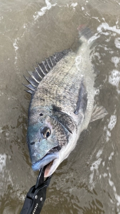 チヌの釣果