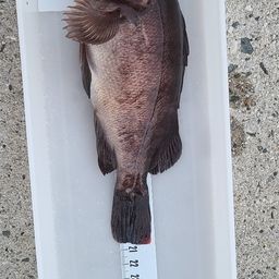 メバル