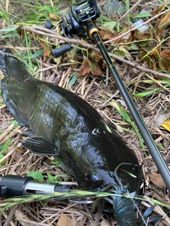 ナマズの釣果